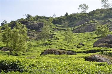 Munnar, Tea Plantations_DSC5840_H600